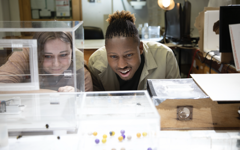 Dr. Sammy Ramsey watches a group of bees in work through a puzzle in a lab.